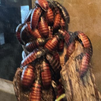 San Francisco Zoo - Insect house 10/2/25 - Zoos Near Me - San Francisco, California San Francisco Zoo - Insect house 10/2/25 - Zoos Near Me - San Francisco, California