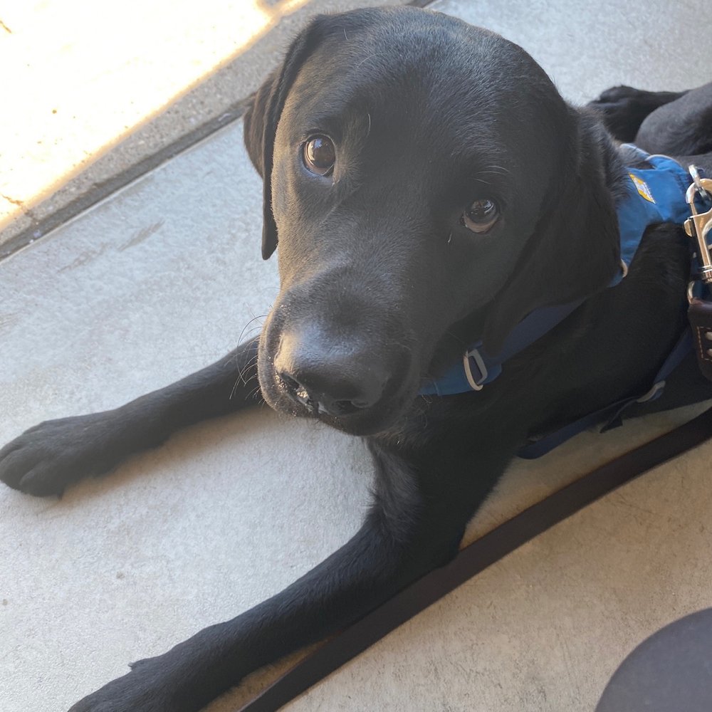 Bartaco - Dodger and I waiting for takeout - Tacos Near Me - Denver, Colorado