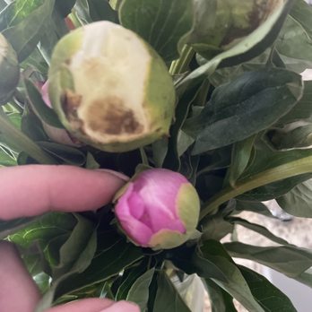 UrbanStems - What we got.... - Florists Near Me UrbanStems - What we got.... - Florists Near Me