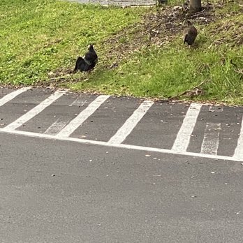 Volcano House - Watch out for these birds. - Hotels Near Me - Hawaii Natl Park, Hawaii