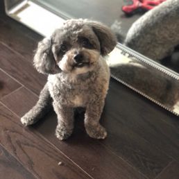 Luka post grooming! Luka post grooming!