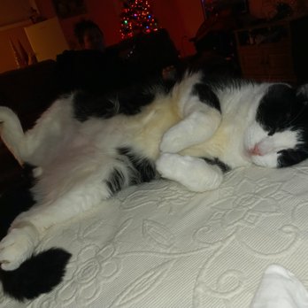 Preiser Animal Hospital - Our boy Cosmo - Veterinarians Near Me - Northbrook, Illinois Preiser Animal Hospital - Our boy Cosmo - Veterinarians Near Me - Northbrook, Illinois