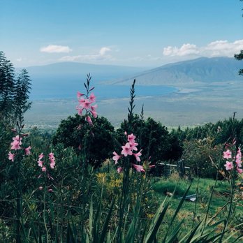 Ali'i Kula Lavender - Tours Near Me - Kula, Hawaii