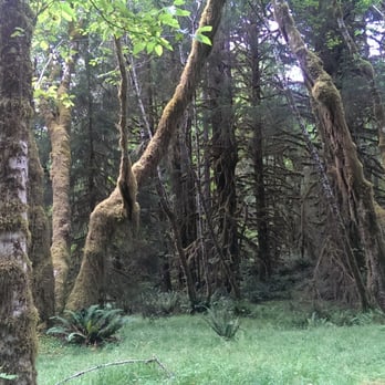Hoh Rainforest - Hiking Near Me - Forks, Washington Hoh Rainforest - Hiking Near Me - Forks, Washington
