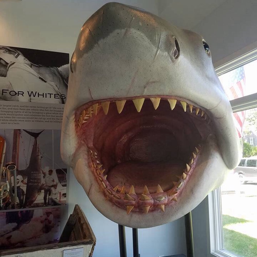 AWSC Shark Center Chatham - Community Service/Non-Profit Near Me - Chatham, Massachusetts