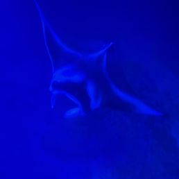 Manta ray one of many Manta ray one of many