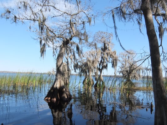 The Nature Conservancy's Disney Wilderness Preserve by null