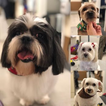 dog grooming supplies edmonton