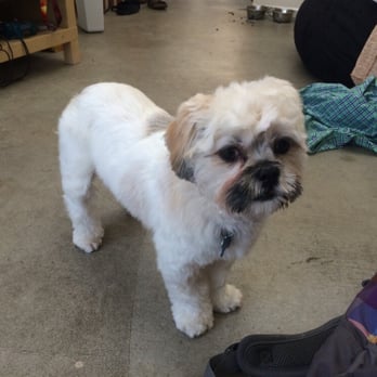 Barkhaus Mobile Pet Spa - Post grooming - Pet Groomers Near Me Barkhaus Mobile Pet Spa - Post grooming - Pet Groomers Near Me