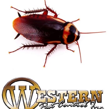 Western Pest Control - St George Pest Contol - Roaches - Pest Control Near Me - St. George, Utah Western Pest Control - St George Pest Contol - Roaches - Pest Control Near Me - St. George, Utah