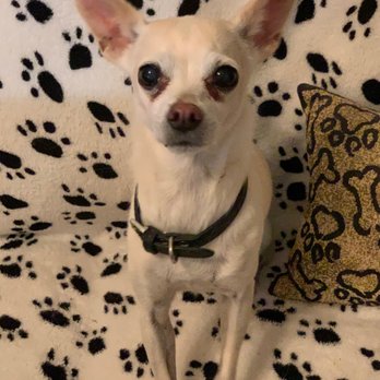 H & H Pet Services - We got this cute picture of our pup, Winnie, as an update during her last stay. - Pet Sitting Near Me - San Tan Valley, Arizona H & H Pet Services - We got this cute picture of our pup, Winnie, as an update during her last stay. - Pet Sitting Near Me - San Tan Valley, Arizona