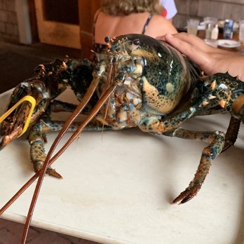 The Nantucket Lobster Trap - 5lb lobster!! - Seafood Near Me - Nantucket, Massachusetts