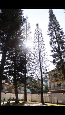 Century Pines Resort Cameron Highlands by null