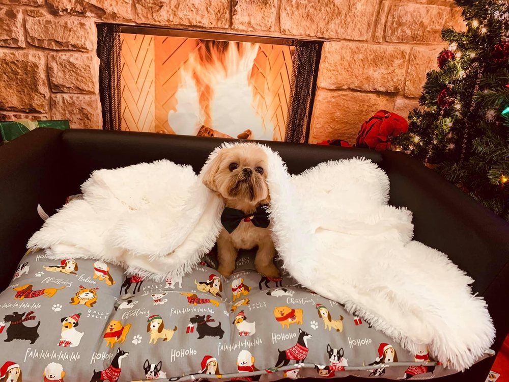 RACHEL’S PASSION DOG GROOMING Updated September 2024 12 Photos