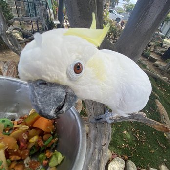 Free Flight - cockatoo - Animal Shelters Near Me - Del Mar, California Free Flight - cockatoo - Animal Shelters Near Me - Del Mar, California