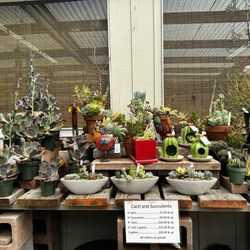 McDonnell Nursery - Cacti and succulents