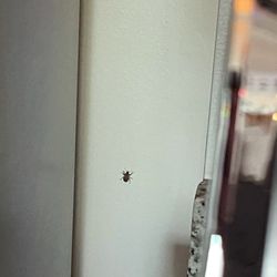Allied Realty and Development - Larger bug in apartment