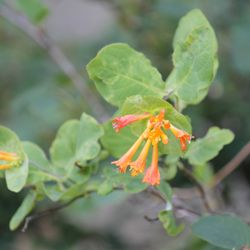 Sucia Island State Park - Flowers in the spring.