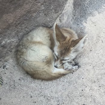 Twilight Tours - Fennec fox - Walking Tours Near Me - Honolulu, Hawaii Twilight Tours - Fennec fox - Walking Tours Near Me - Honolulu, Hawaii
