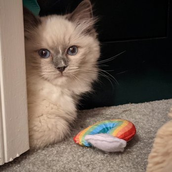 Rhetorical Ragdolls - Pet Breeders Near Me Rhetorical Ragdolls - Pet Breeders Near Me