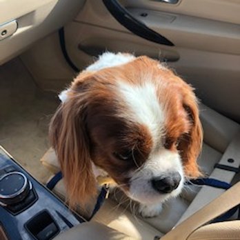 Petco - he looks like shit - Pet Stores Near Me - Bailey's Crossroads, Virginia