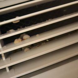 Comfort Suites Southport - Not sure what these are inside a/c vents, but they are yellow & all over the inside grill.