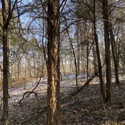 Young Cedar Forest
