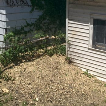 Chicago Tree Service Professionals - Fully ground stump - Tree Services Near Me