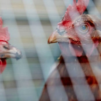 Rick Bayless' Garden Tour - Chickens in the Bayless' backyard - Local Flavor Near Me - Chicago, Illinois