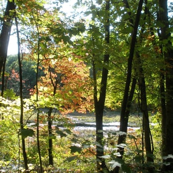Salem Town Forest - swamp in sunlight - Parks Near Me - Salem, New Hampshire Salem Town Forest - swamp in sunlight - Parks Near Me - Salem, New Hampshire