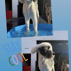 Fit Dog Chicago