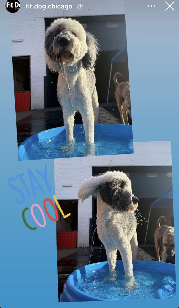 Fit Dog Chicago - pet boarding facility in Chicago, IL