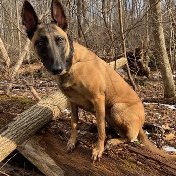 Wolfsbane K9 - www.wolfsbanek9.com - Pet Training Near Me - Surgoinsville, Tennessee Wolfsbane K9 - www.wolfsbanek9.com - Pet Training Near Me - Surgoinsville, Tennessee