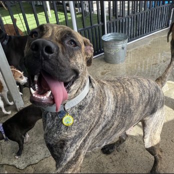 Fit & Go Pets - Dog Walkers Near Me - Miami, Florida Fit & Go Pets - Dog Walkers Near Me - Miami, Florida