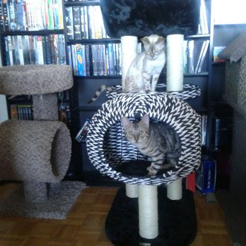 Costco - Beautiful cat tree, only  $120 at www.costco.ca. they've got a lot of different types of trees to! - Wholesale Stores Near Me - Etobicoke, Ontario