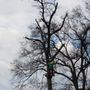 Photo of The Heart of Wood Tree Service