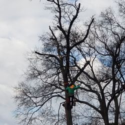 The Heart of Wood Tree Service