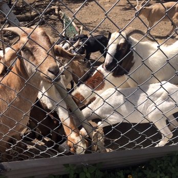 David's Fun Tours - Local goats run to David and know him - Historical Tours Near Me - Saint Thomas, Virgin Islands