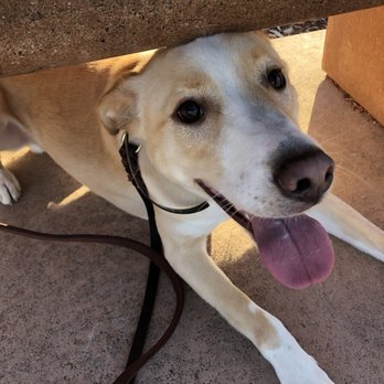 Intelligent K9 Training - Pet Training Near Me - San Diego, California Intelligent K9 Training - Pet Training Near Me - San Diego, California