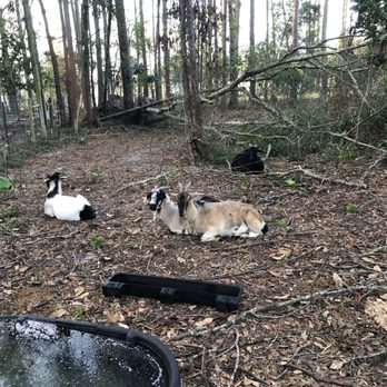Suwannee Mobile Veterinary Services - Veterinarians Near Me Suwannee Mobile Veterinary Services - Veterinarians Near Me