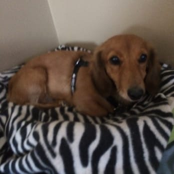 Pett Butler - Pet Groomers Near Me - Denver, Colorado Pett Butler - Pet Groomers Near Me - Denver, Colorado