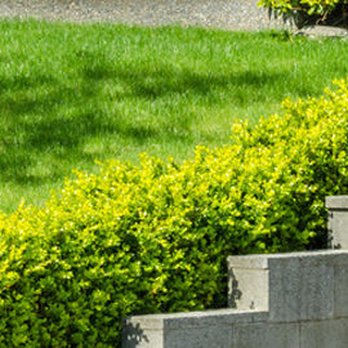All Sod Nursery - All Sod Nursery Inc - Landscaping Near Me - Naples, Florida All Sod Nursery - All Sod Nursery Inc - Landscaping Near Me - Naples, Florida