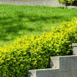 All Sod Nursery Inc