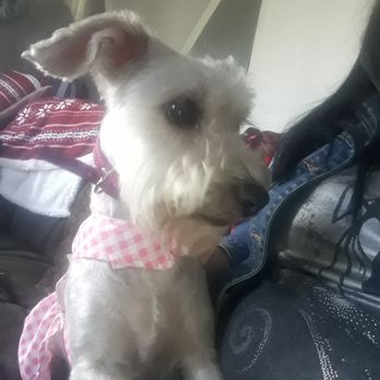 Bubbles On Wheels - Pet Groomers Near Me
