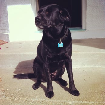 Shine Insurance Agency - Barney Wonder, Insurance Dog - Home & Rental Insurance Near Me - Bloomington, Indiana Shine Insurance Agency - Barney Wonder, Insurance Dog - Home & Rental Insurance Near Me - Bloomington, Indiana