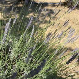 Lavender!!! Lavender!!!
