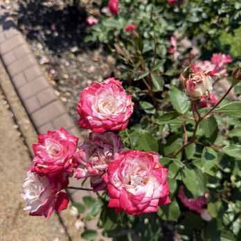 Tyler Rose Garden Center - Gorgeous two tone blend roses - Parks Near Me - Tyler, Texas Tyler Rose Garden Center - Gorgeous two tone blend roses - Parks Near Me - Tyler, Texas