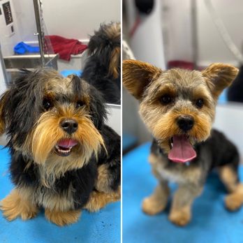 Petpura - Pet Groomers Near Me