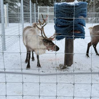 Santa Claus House - Reindeer - Christmas Trees Near Me - North Pole, Alaska Santa Claus House - Reindeer - Christmas Trees Near Me - North Pole, Alaska