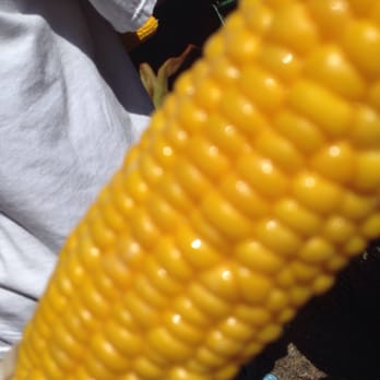 San Leandro Cherry Festival - Huge profit roasted corn $5 - Festivals Near Me - San Leandro, California